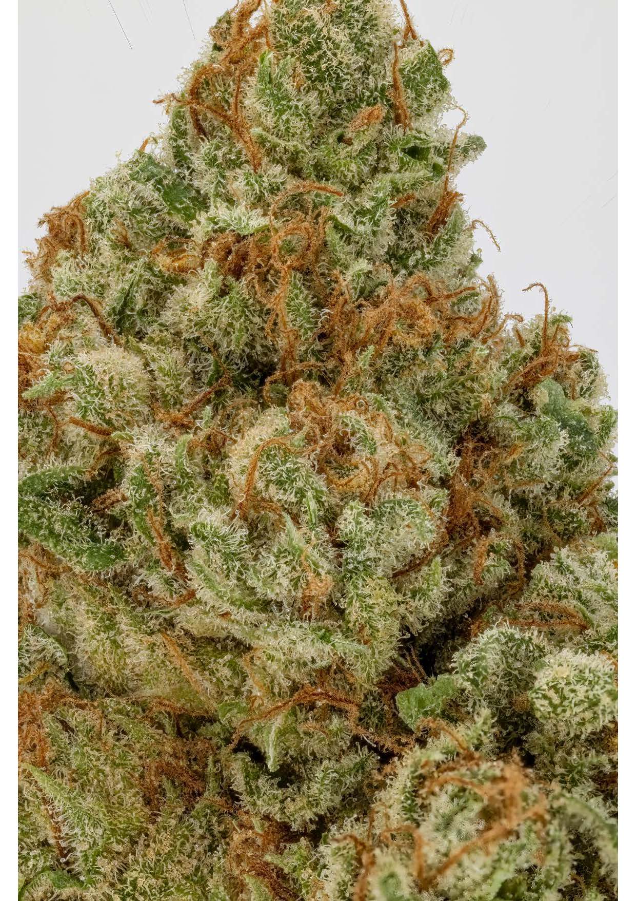 Mimosa Evo Strain Reddit Mimosa Evo Strain Reddit